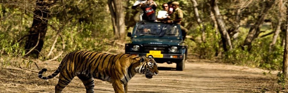 Jim Corbett tour packages