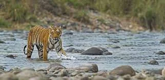 Jim Corbett Package With Raniketh Nainital