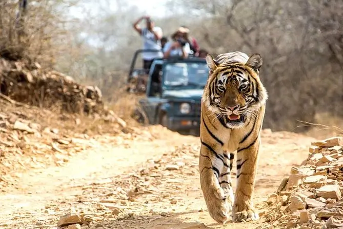 Jaipur Udaipur Ranthambhore Tour Package From Jaipur