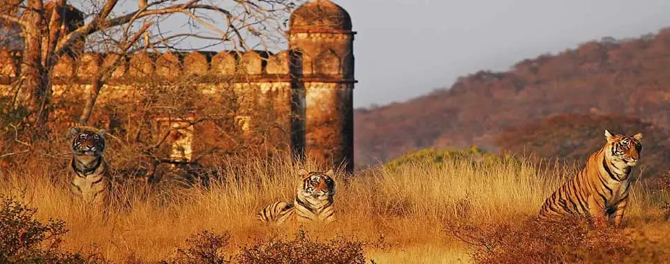 Jaipur Ranthambhore Tour Package From Delhi By Train