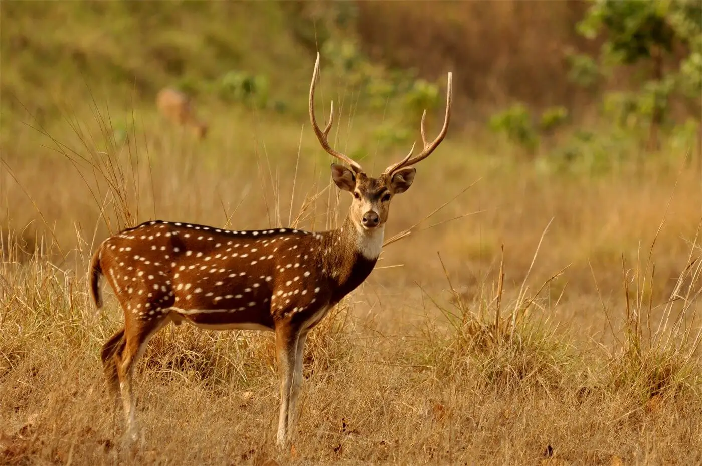 Dwarka Somnath Gir National Park Tour Package From Mumbai By Flight