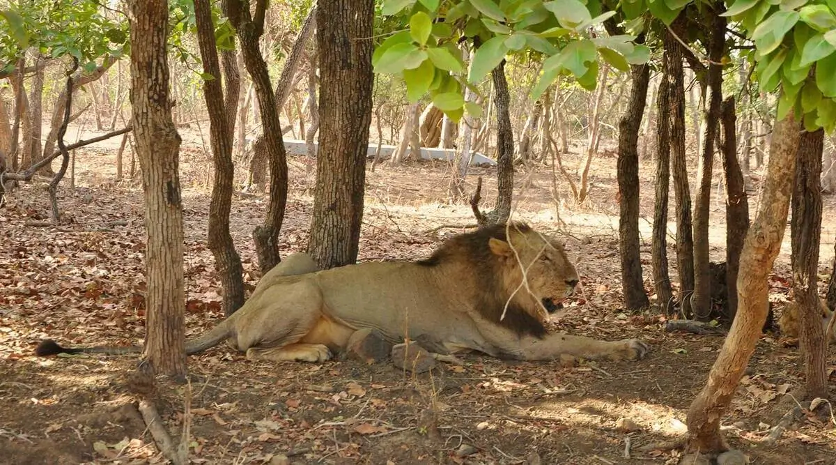 Dwarka Somnath Gir National Park Tour Package From Porbandar