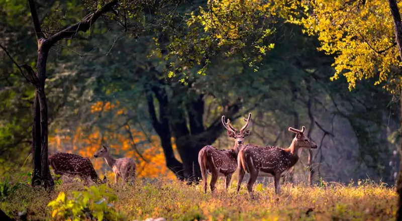 Jim Corbett Nainital Tour Package From Delhi By Car