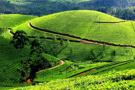 Munnar Tour Package