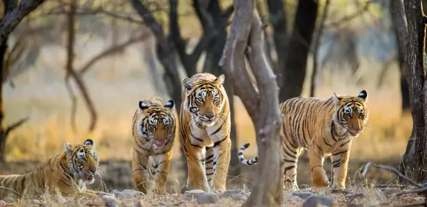 Ranthambore Weekend Package