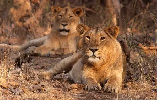 Dwarka Somnath Gir National Park Tour Package From Ahmedabad