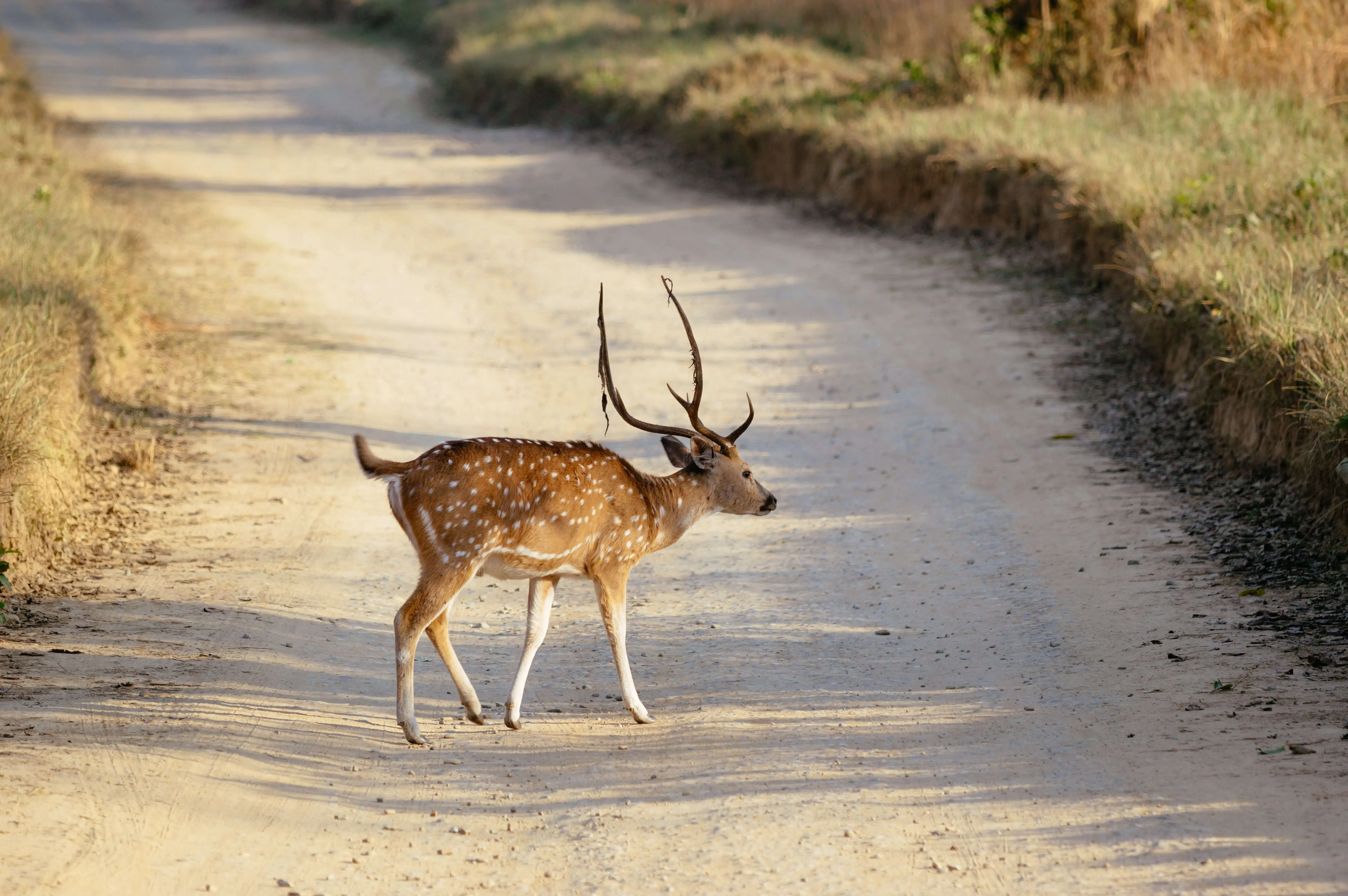 Nainital Jim Corbett Tour Package From Delhi By Train